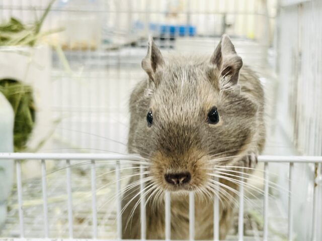 【最新画像】カキカキ大好き❣️デグーのノーマルちゃん‼️(デグー)(ノーマル) デグー