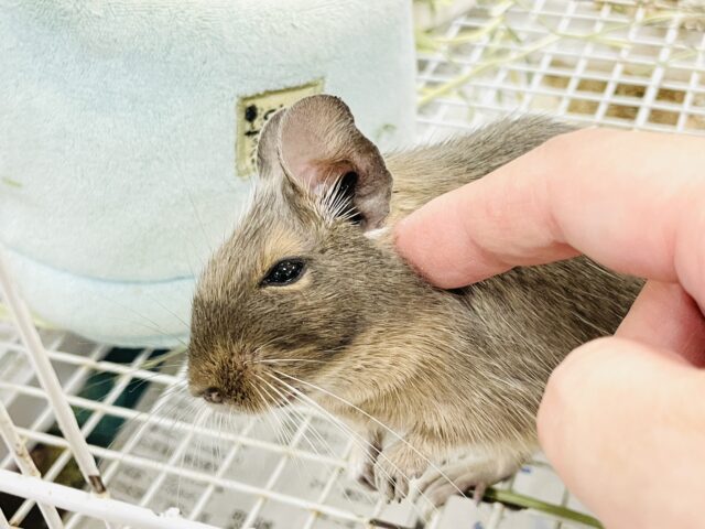 【最新画像】カキカキ大好き❣️デグーのノーマルちゃん‼️(デグー)(ノーマル) デグー