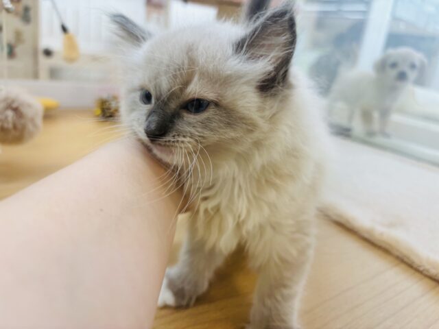 みんながボクのこと可愛いって褒めてくれるっ♬.*゚ラグドールくん! ラグドール