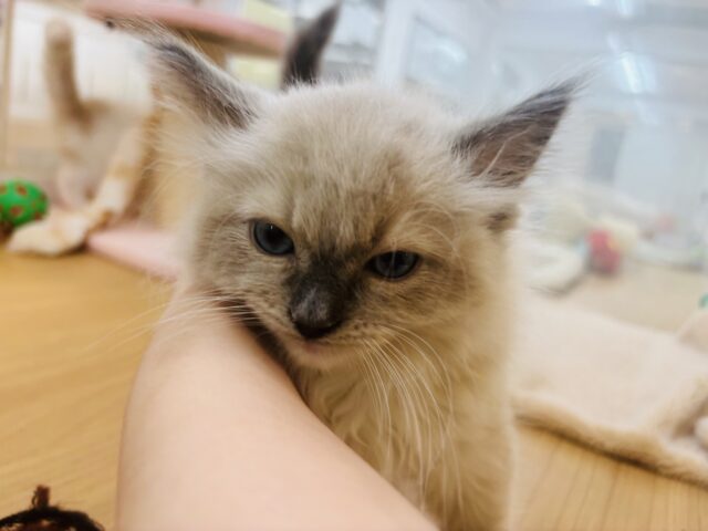 みんながボクのこと可愛いって褒めてくれるっ♬.*゚ラグドールくん! ラグドール