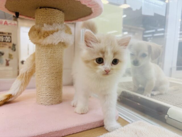 甘やかしてくれなきゃや〜よ♡サイベリアンちゃん! サイベリアン