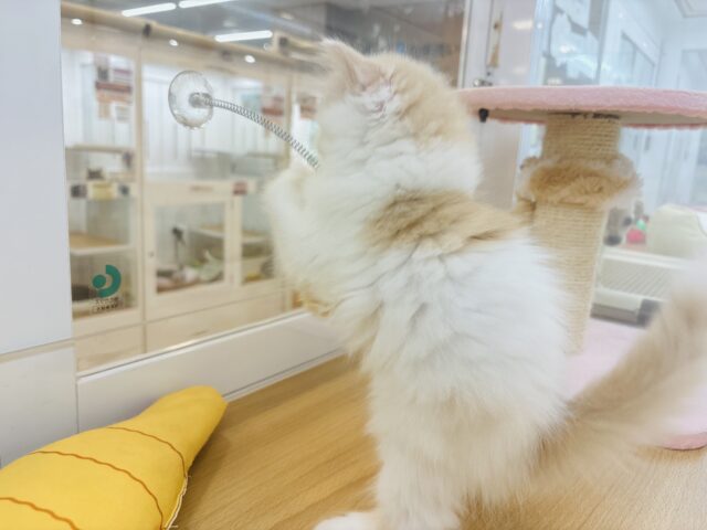 甘やかしてくれなきゃや〜よ♡サイベリアンちゃん! サイベリアン