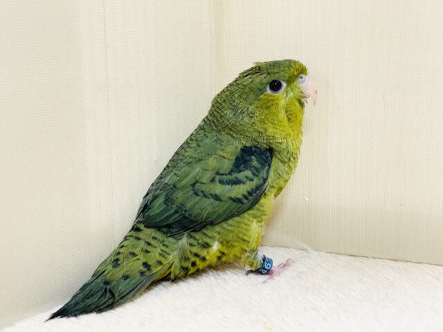元気いっぱい登場💚サザナミインコ(ダークグリーン) サザナミインコ