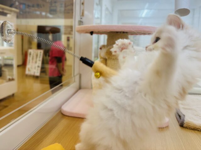 甘やかしてくれなきゃや〜よ♡サイベリアンちゃん! サイベリアン