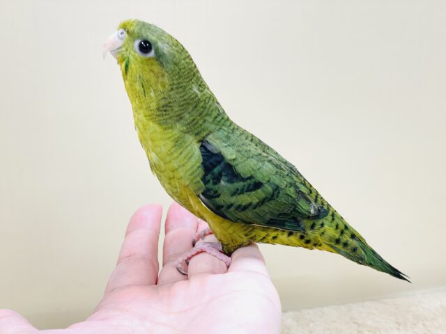 元気いっぱい登場💚サザナミインコ(ダークグリーン) サザナミインコ