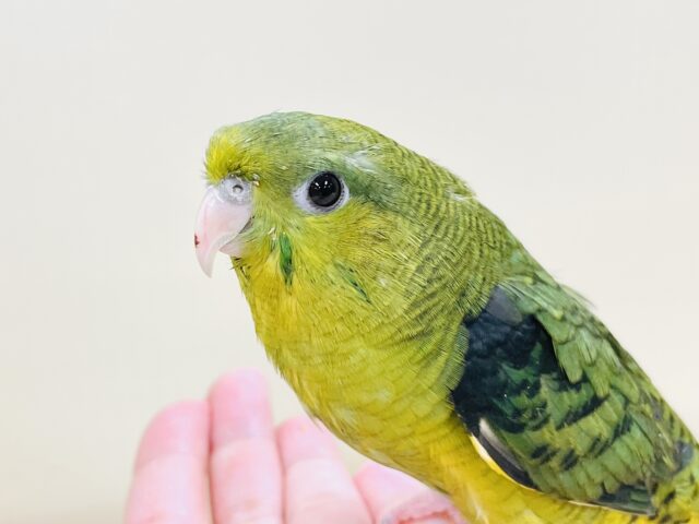 元気いっぱい登場💚サザナミインコ(ダークグリーン) サザナミインコ