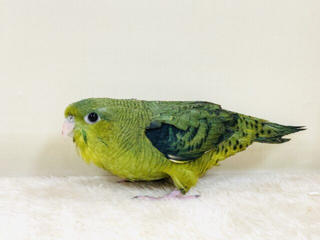 元気いっぱい登場💚サザナミインコ(ダークグリーン) サザナミインコ