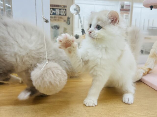 甘やかしてくれなきゃや〜よ♡サイベリアンちゃん! サイベリアン