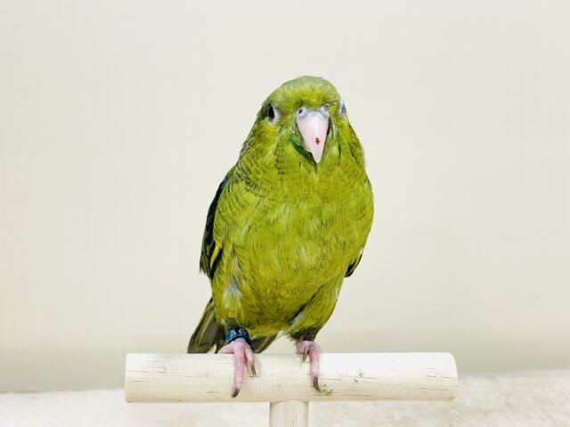 元気いっぱい登場💚サザナミインコ(ダークグリーン) サザナミインコ
