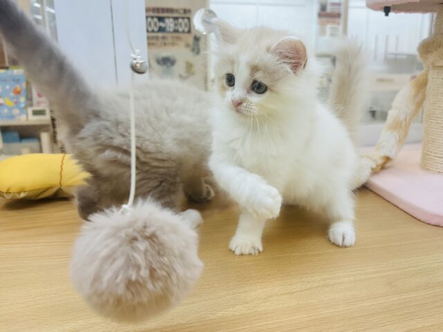 甘やかしてくれなきゃや〜よ♡サイベリアンちゃん! サイベリアン