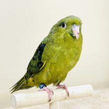 元気いっぱい登場💚サザナミインコ（ダークグリーン）