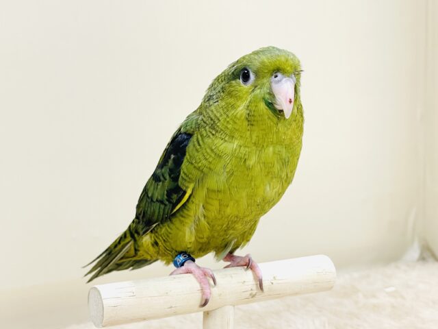元気いっぱい登場💚サザナミインコ(ダークグリーン) 元気いっぱい登場💚サザナミインコ(ダークグリーン)
