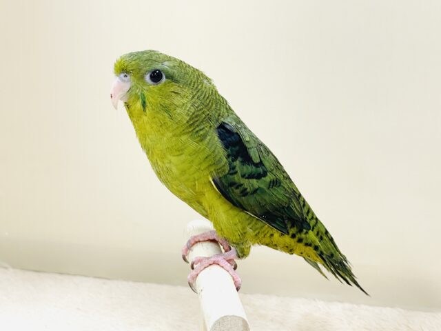 元気いっぱい登場💚サザナミインコ(ダークグリーン) サザナミインコ