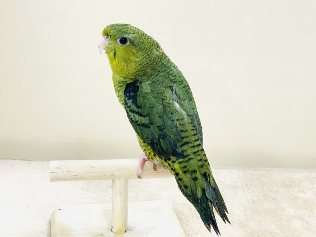 元気いっぱい登場💚サザナミインコ(ダークグリーン) サザナミインコ