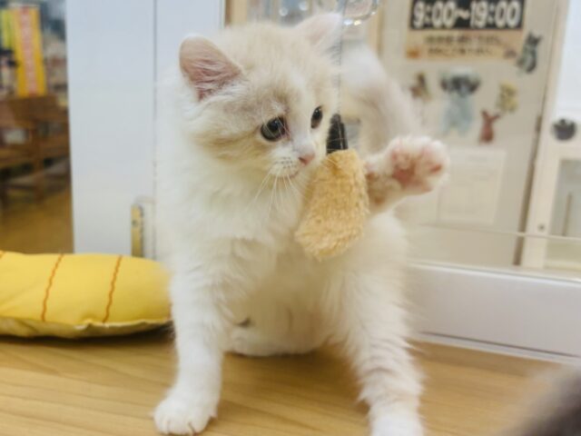 甘やかしてくれなきゃや〜よ♡サイベリアンちゃん! サイベリアン