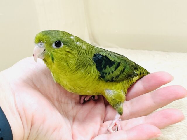 元気いっぱい登場💚サザナミインコ(ダークグリーン) サザナミインコ