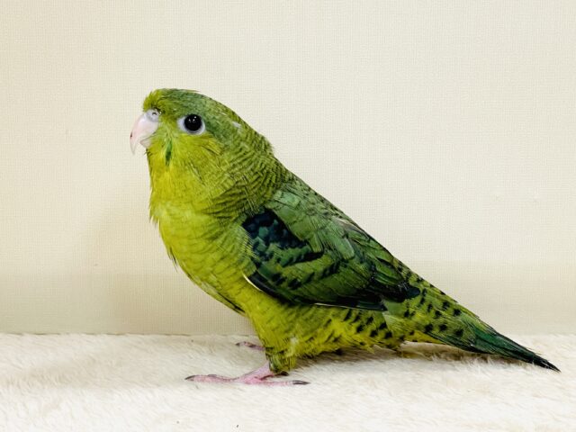 元気いっぱい登場💚サザナミインコ(ダークグリーン) サザナミインコ