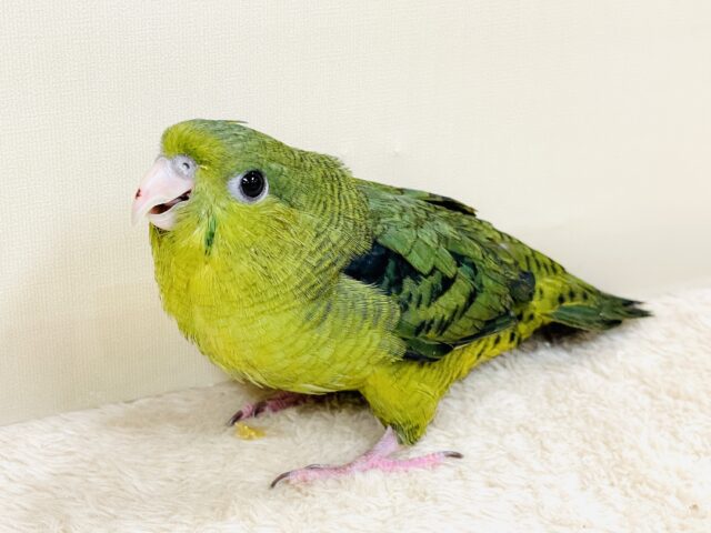 元気いっぱい登場💚サザナミインコ(ダークグリーン) サザナミインコ