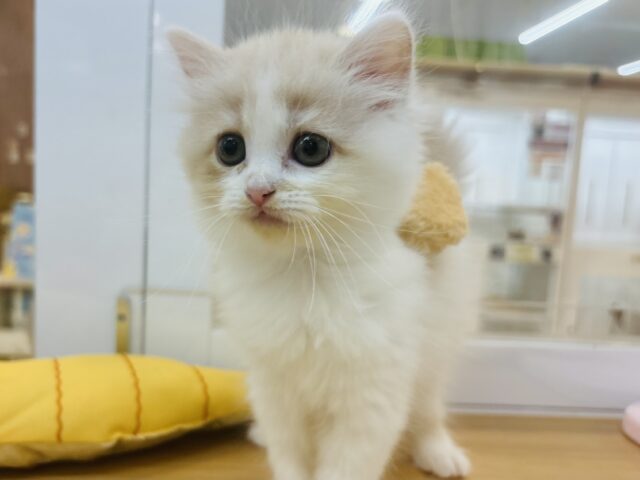 甘やかしてくれなきゃや〜よ♡サイベリアンちゃん! サイベリアン