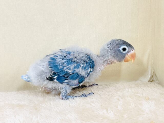 ふわふわ綿毛の妖精さん🧚✨ブルーボタンインコ(ヒナ) ブルーボタンインコ