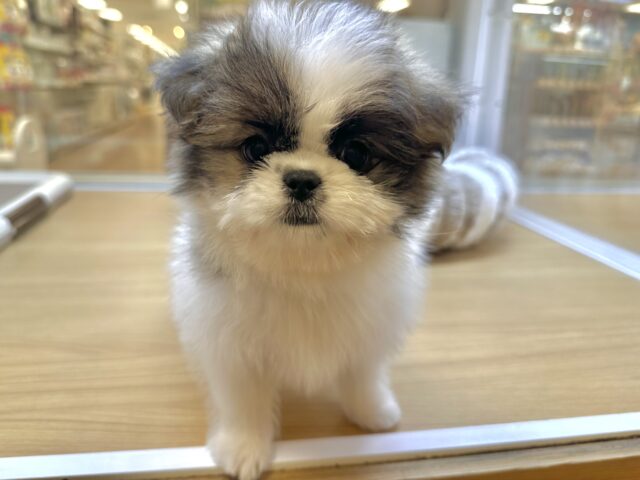 ちっちゃな甘えん坊🤍シーポメちゃん♡̴⟡.˚ シーポメ