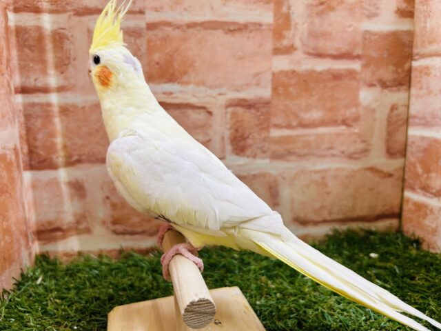 オカメインコ