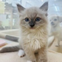 みんながボクのこと可愛いって褒めてくれるっ♬.*ﾟラグドールくん！