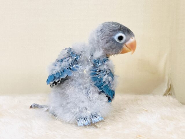 ふわふわ綿毛の妖精さん🧚✨ブルーボタンインコ(ヒナ) ブルーボタンインコ