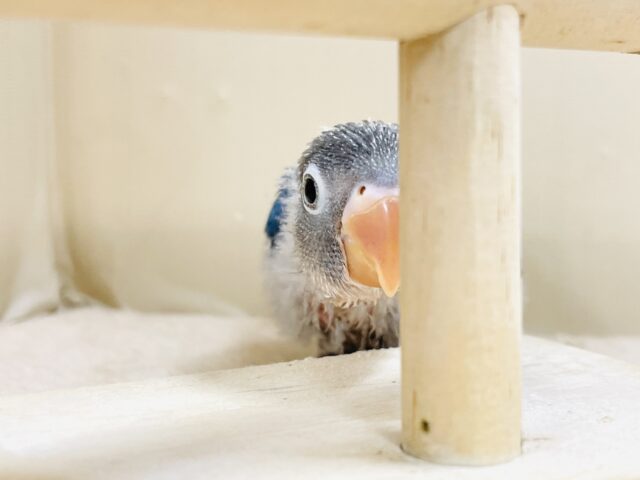 ふわふわ綿毛の妖精さん🧚✨ブルーボタンインコ(ヒナ) ブルーボタンインコ