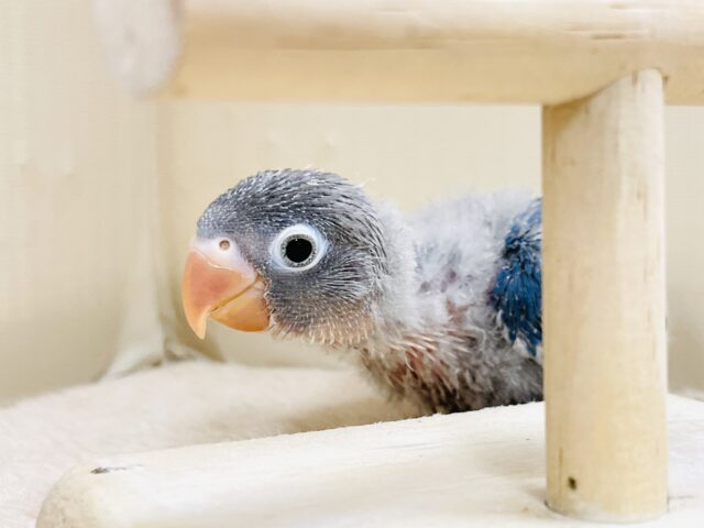 ふわふわ綿毛の妖精さん🧚✨ブルーボタンインコ(ヒナ) ブルーボタンインコ