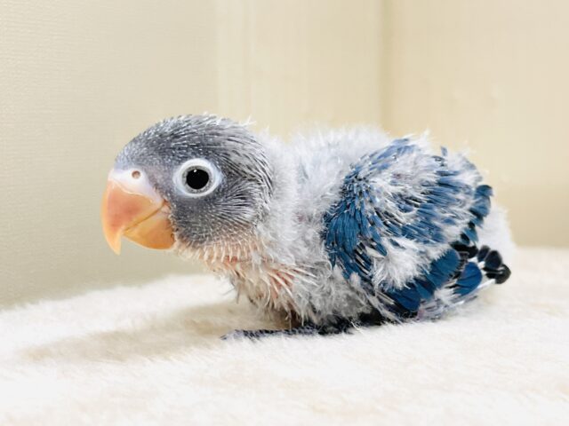 ふわふわ綿毛の妖精さん🧚✨ブルーボタンインコ(ヒナ) ブルーボタンインコ