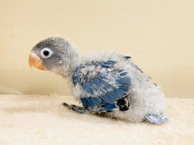 ふわふわ綿毛の妖精さん🧚✨ブルーボタンインコ(ヒナ) ブルーボタンインコ