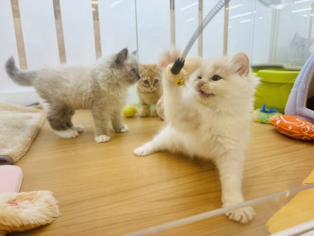 甘やかしてくれなきゃや〜よ♡サイベリアンちゃん! サイベリアン