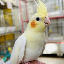 おっとりマイペース🌟🌟　オカメインコ（ルチノー）