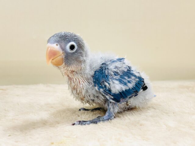 ふわふわ綿毛の妖精さん🧚✨ブルーボタンインコ(ヒナ) ふわふわ綿毛の妖精さん🧚✨ブルーボタンインコ(ヒナ)