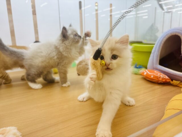 みんながボクのこと可愛いって褒めてくれるっ♬.*゚ラグドールくん! ラグドール