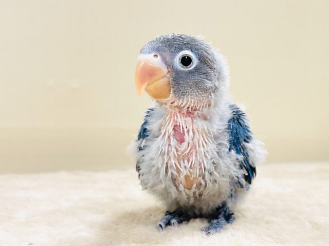 ふわふわ綿毛の妖精さん🧚✨ブルーボタンインコ(ヒナ) ブルーボタンインコ