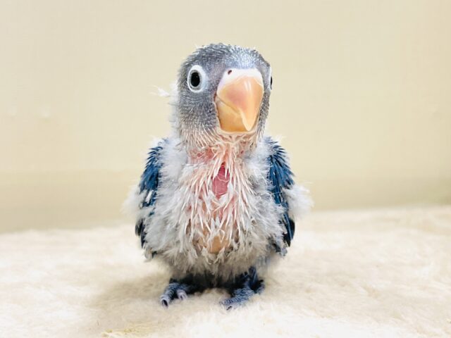 ふわふわ綿毛の妖精さん🧚✨ブルーボタンインコ(ヒナ) ブルーボタンインコ