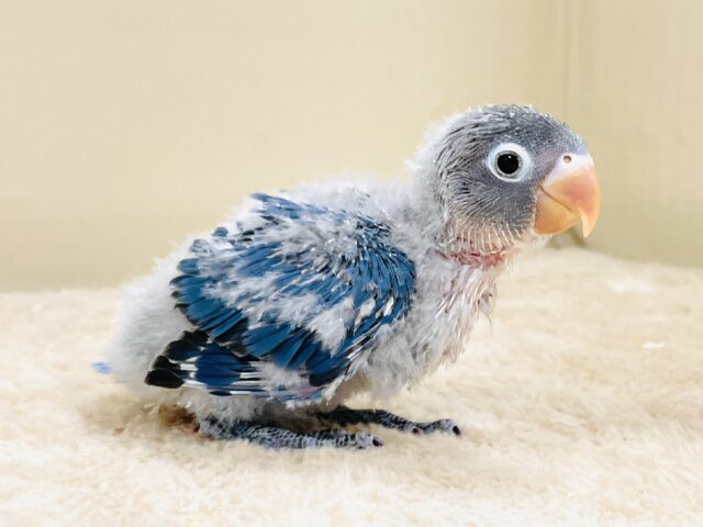ふわふわ綿毛の妖精さん🧚✨ブルーボタンインコ(ヒナ) ブルーボタンインコ