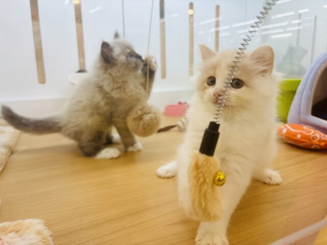 甘やかしてくれなきゃや〜よ♡サイベリアンちゃん! サイベリアン