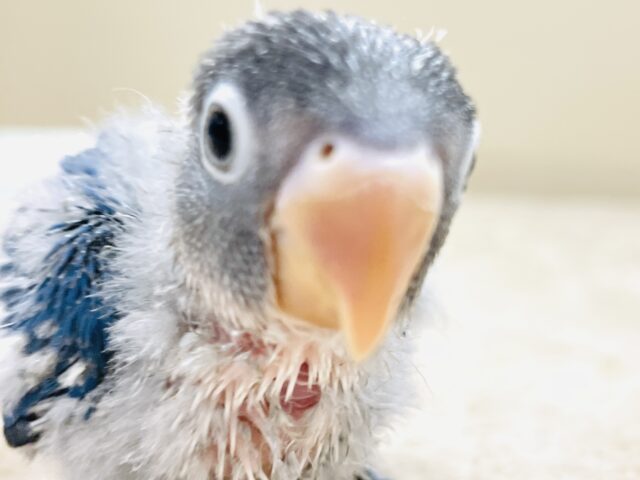 ふわふわ綿毛の妖精さん🧚✨ブルーボタンインコ(ヒナ) ブルーボタンインコ