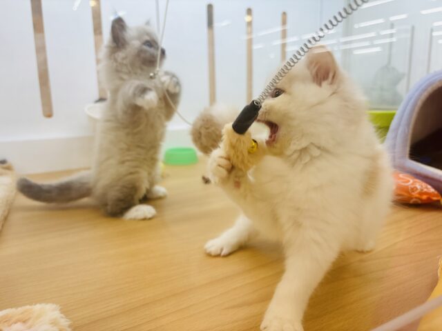 甘やかしてくれなきゃや〜よ♡サイベリアンちゃん! サイベリアン