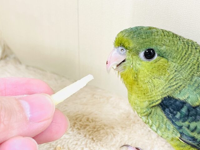 元気いっぱい登場💚サザナミインコ(ダークグリーン) サザナミインコ