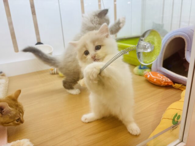 甘やかしてくれなきゃや〜よ♡サイベリアンちゃん! サイベリアン
