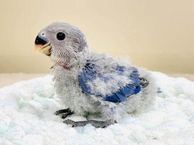 大きなおめめがチャームポイント💙コザクラインコ(バイオレット)ヒナ コザクラインコ(小桜インコ)