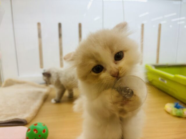 甘やかしてくれなきゃや〜よ♡サイベリアンちゃん! サイベリアン