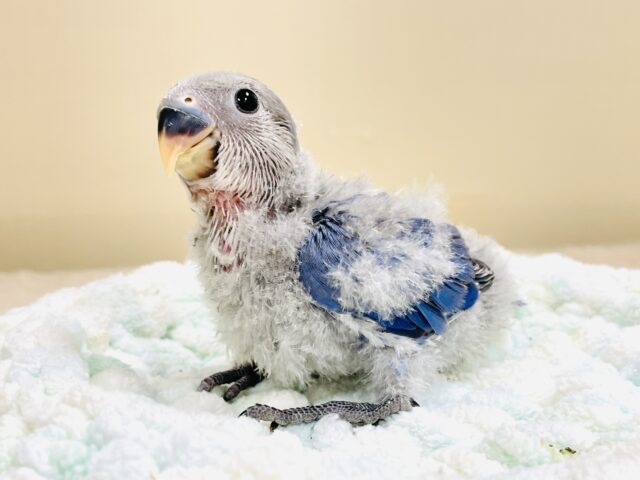 大きなおめめがチャームポイント💙コザクラインコ(バイオレット)ヒナ コザクラインコ(小桜インコ)
