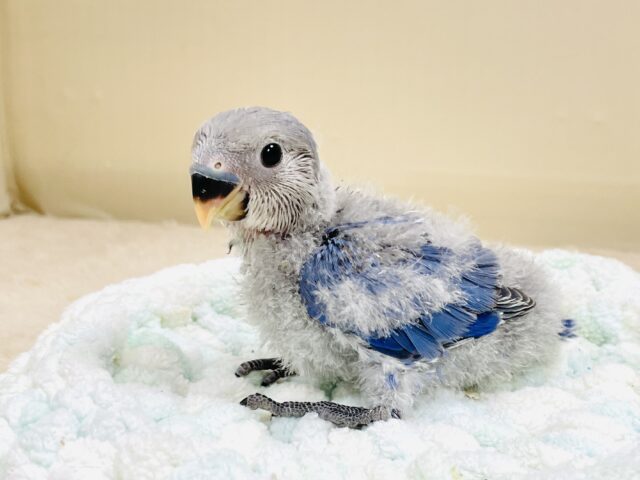 大きなおめめがチャームポイント💙コザクラインコ(バイオレット)ヒナ コザクラインコ(小桜インコ)