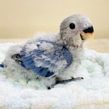大きなおめめがチャームポイント💙コザクラインコ（バイオレット）ヒナ