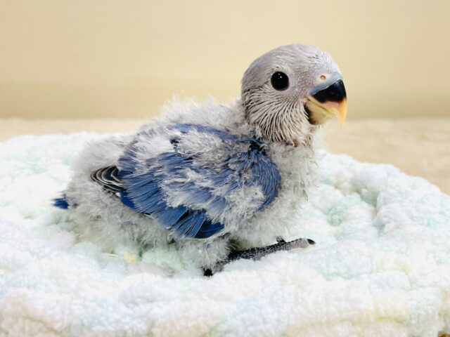 大きなおめめがチャームポイント💙コザクラインコ(バイオレット)ヒナ 大きなおめめがチャームポイント💙コザクラインコ(バイオレット)ヒナ